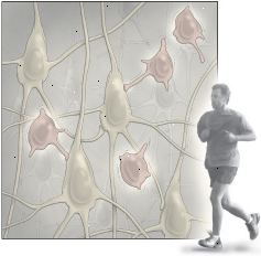 Motion och neurogenes