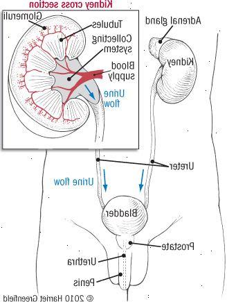 Dina njurar och urinvägar