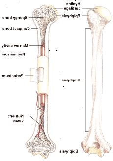 Anatomi av de långa benen: gul märg kan fortfarande producera blodkroppar när det behövs.