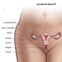 Illustration av anatomin hos den kvinnliga bäckenområdet