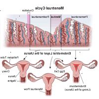 Illustration som visar menstruationscykeln