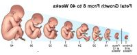 Illustration som visar fostrets tillväxt 8-40 veckor