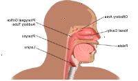 Anatomi av näsa och hals