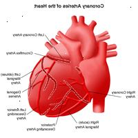 Illustration av anatomin hos hjärtat, vy i kranskärlen