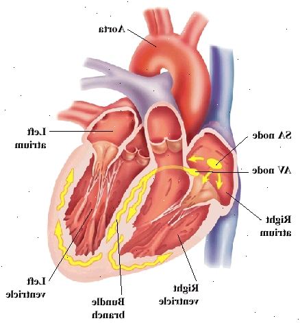 Framifrån av hjärtat visar förmak på topp och kammare på botten. Aorta är stor artär lämnar hjärta på toppen. SA-noden och AV-noden är i höger förmak. Gren nerver är i väggen mellan kamrarna och kurvan i ventrikeln väggar. Signaler från AV-noden resor till AV-noden och in bunt grenar.
