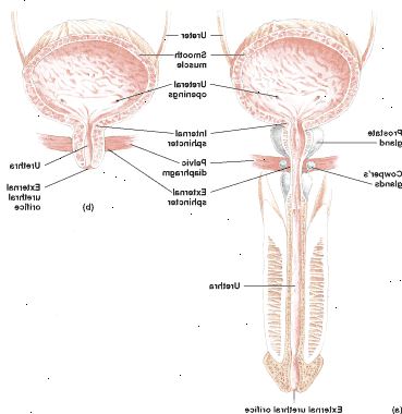 Urinblåsan och urinröret hos en manlig (a) och en hona (b)