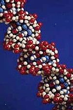 Bild på en modell av en DNA-sträng, förstorad
