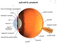 Anatomi i ögat, inre