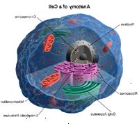 Anatomi av en cell