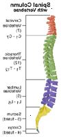 En illustration av anatomin av ryggraden