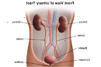 Illustration av anatomin av urinvägarna, framifrån