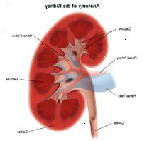 Illustration av anatomin i njure