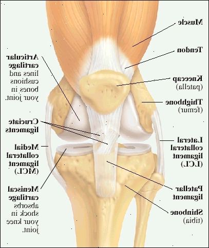Framifrån av knäleden visar lårmuskeln och senor bifogas knäskålen (patella). Slut på lårbenet (lårbenet) och övre delen av skenbenet (tibia) är fodrade och vadderade med ledbrosk. Meniskbrosk ovanpå skenbenets absorberar stötar i knäleden. Lateral säkerheter ligament (LCL) innehar lårbenet till skenbenet på utsidan sidan av knät. Mediala säkerheter ligament (MCL) innehar lårbenet till skenbenet på insidan sidan av knät. Patellar ligament förbinder knäskålen på framsidan av skenbenet. Korsband håller botten av lårbenet till toppen av skenbenet.