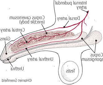 Anatomi av penis