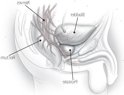 Prostatan och dess nerver