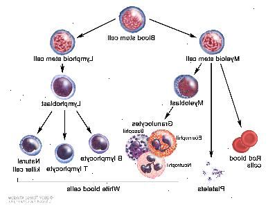 Blodkroppar utveckling, teckning visar stegen en blodstamcells går igenom för att bli en röd blodkropp, blodplättar eller vita blodkroppar. En myeloid stamcell blir en röd blodcell, en blodplättar, eller en myeloblast, som sedan blir en granulocyter (de typer av granulocyter är eosinofiler, basofiler och neutrofiler). En lymfoid stamcell blir en lymfoblast och sedan blir en b-lymfocyter, T-lymfocyter, eller naturliga mördarceller.