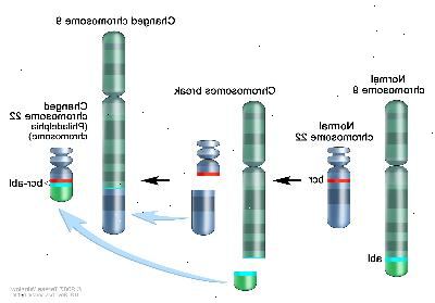 Philadelphia-kromosom, tre-panel ritning visar en bit av kromosom 9 och en bit av kromosom 22 som bryter av och handelsplatser, att skapa en förändrad kromosom 22 kallas philadelphia kromosomen. I den vänstra panelen visar ritningen en normal kromosom 9 med abl-gen och en normal kromosom 22 med bcr-genen. I mittpanelen visar ritningen kromosom 9 bryta isär i ABL-genen och kromosom 22 bryta isär under bcr-genen. I den högra panelen, visar ritningen kromosom 9 med pjäsen från kromosom 22 fäst och kromosom 22 med pjäsen från kromosom 9 som innehåller en del av abl-genen bifogas. Den förändrade kromosom 22 med bcr-abl-genen kallas philadelphia kromosomen.