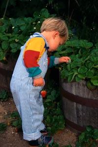 Bild av ung pojke plocka jordgubbar