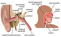 Anatomi av öron, näsa och hals