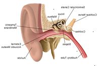 Anatomi av örat
