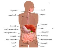 Illustration av anatomin av matsmältningssystemet, vuxen
