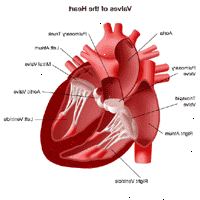 Illustration av anatomin hos hjärtat, vy av ventilerna