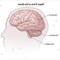 Illustration av lateral bild av hjärnan och divisioner i storhjärnan, lillhjärnan och hjärnstammen