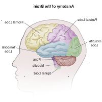 Illustration av anatomin i hjärnan, vuxen