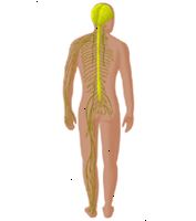 Illustration av en nervledningshastighet tester