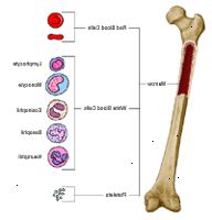 Anatomi av ett ben, visar blodkroppar