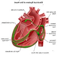 Illustration av anatomin hos hjärtat, vy av det elektriska systemet
